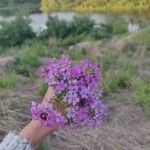 Verbena canadensisFlower