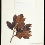 Clusia octandra Yaprak