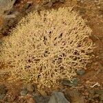 Euphorbia balsamifera Habit