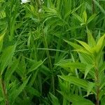 Penstemon digitalis Leaf