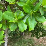 Terminalia rubricarpa Leaf