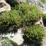 Polystichum lemmonii Habit