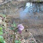 Helleborus purpurascens Kvet