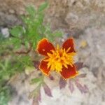 Tagetes patulaКвітка