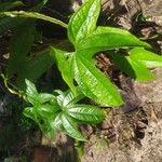 Dioscorea trifida ഇല