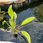 Orontium aquaticum Elinympäristö
