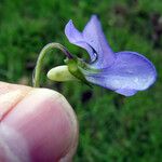 Viola × bavarica Blomst