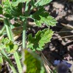 Verbena lasiostachys برگ