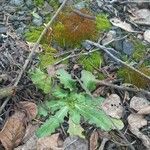 Hypochaeris glabra Leaf