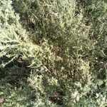 Artemisia californica Folha