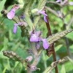 Teucrium scordium Flor