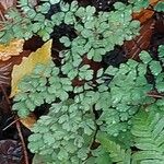 Adiantum raddianum Leaf