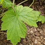 Anemone x hybrida 葉