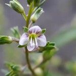 Veronica catenata പുഷ്പം