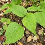 Hylodesmum glutinosum Leaf