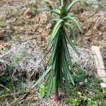Euphorbia lathyris Feuille