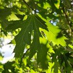 Acer saccharinum Blatt