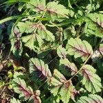 Erodium moschatum برگ