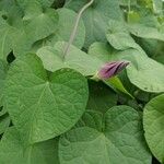 Ipomoea purpureaFlor