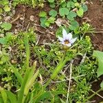 Sisyrinchium rosulatum 花