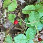 Fragaria vescaBlomst