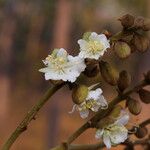 Isoberlinia tomentosa Floro
