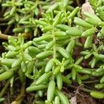 Sedum album Blad