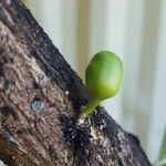 Crescentia alata Corteza