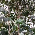 Coffea canephora 葉