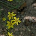 Sisyrinchium macrocarpum Flower