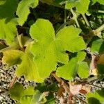 Pelargonium tomentosum Blad