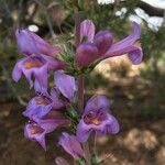 Penstemon secundiflorus অন্যান্য