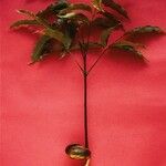 Castanospermum australe Плод