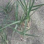 Distichlis spicata 葉