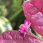 Loropetalum chinense Flower