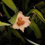 Hemerocallis fulvaЦвят