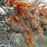 Hippophae rhamnoides Hedelmä