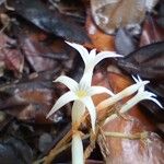 Voyria corymbosa Flor