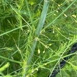 Asparagus officinalis Lubje