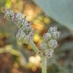 Heliotropium bacciferum Fruit