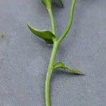 Linum grandiflorum Blatt