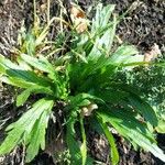 Plantago weldenii Leaf