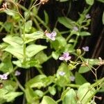 Murdannia nudiflora Kwiat