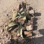 Welwitschia mirabilis Blatt