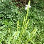 Verbena urticifolia Žiedas