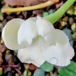 Brunfelsia americana Floro