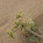 Daucus pumilus Tunda