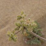 Daucus pumilus Fruchs