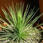Yucca queretaroensis Агульны выгляд