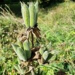 Aconitum anthora Frukto